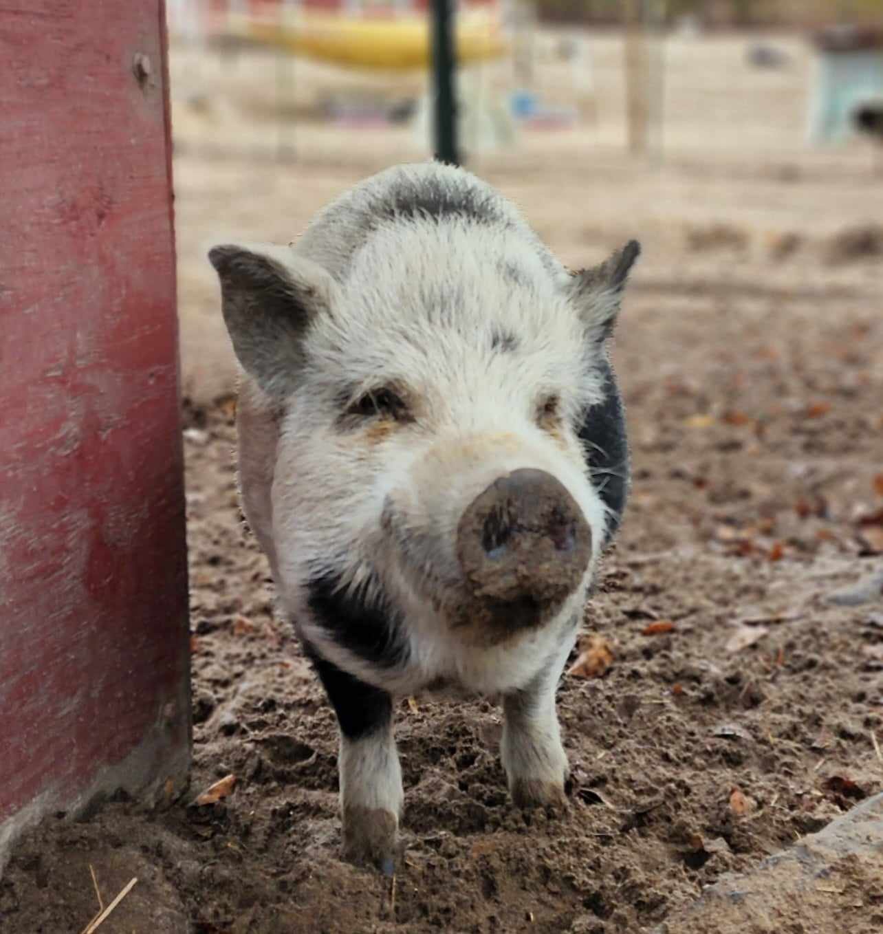 A small piglet with black and white fur standing in dirt near a red wooden structure.
