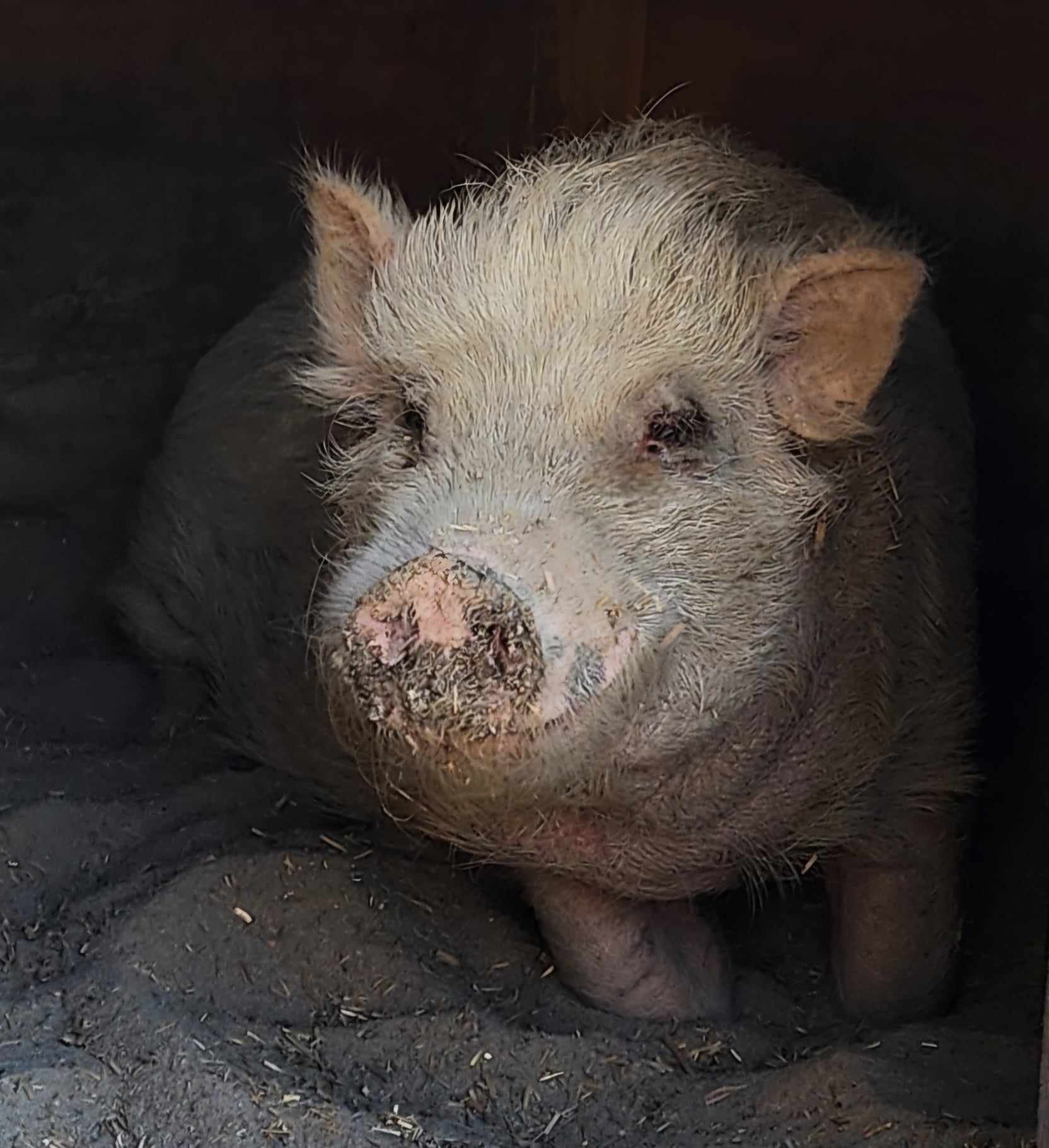 A dirty and muddy pig lying on dark soil in a pigpen.
