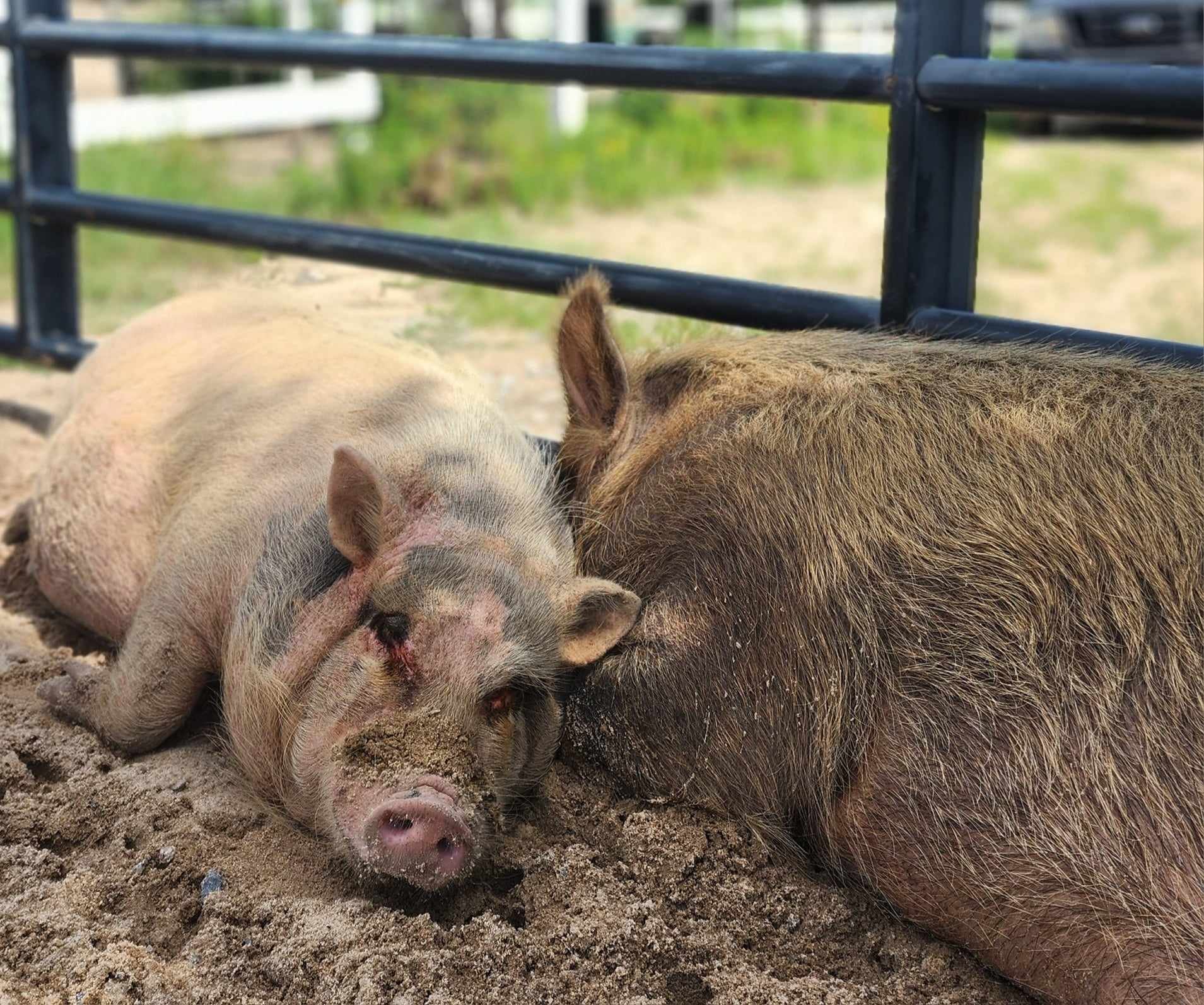 Two pigs lying on dirt ground, resting and snuggling against each other, near a metal railing outside.