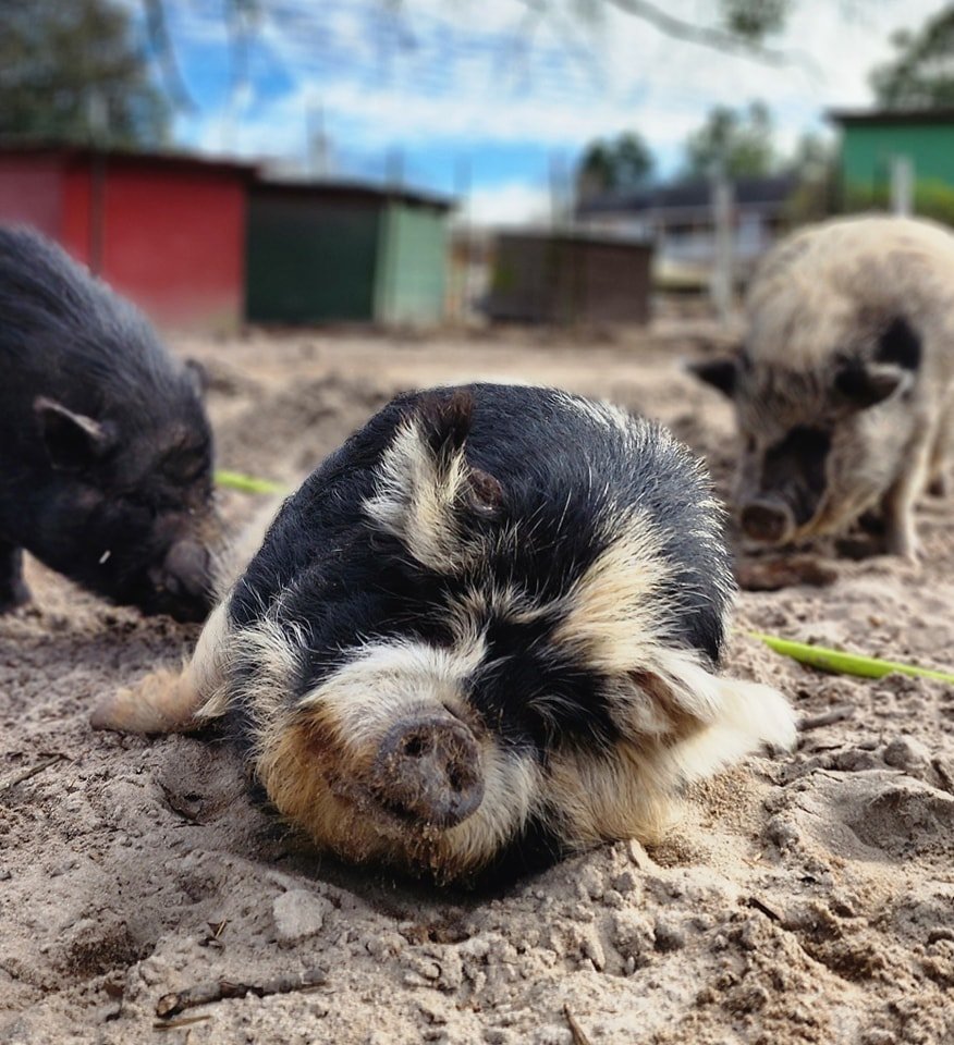 Three piglets lying and resting on dirt ground outdoors, with farm structures and a blue sky in the background.