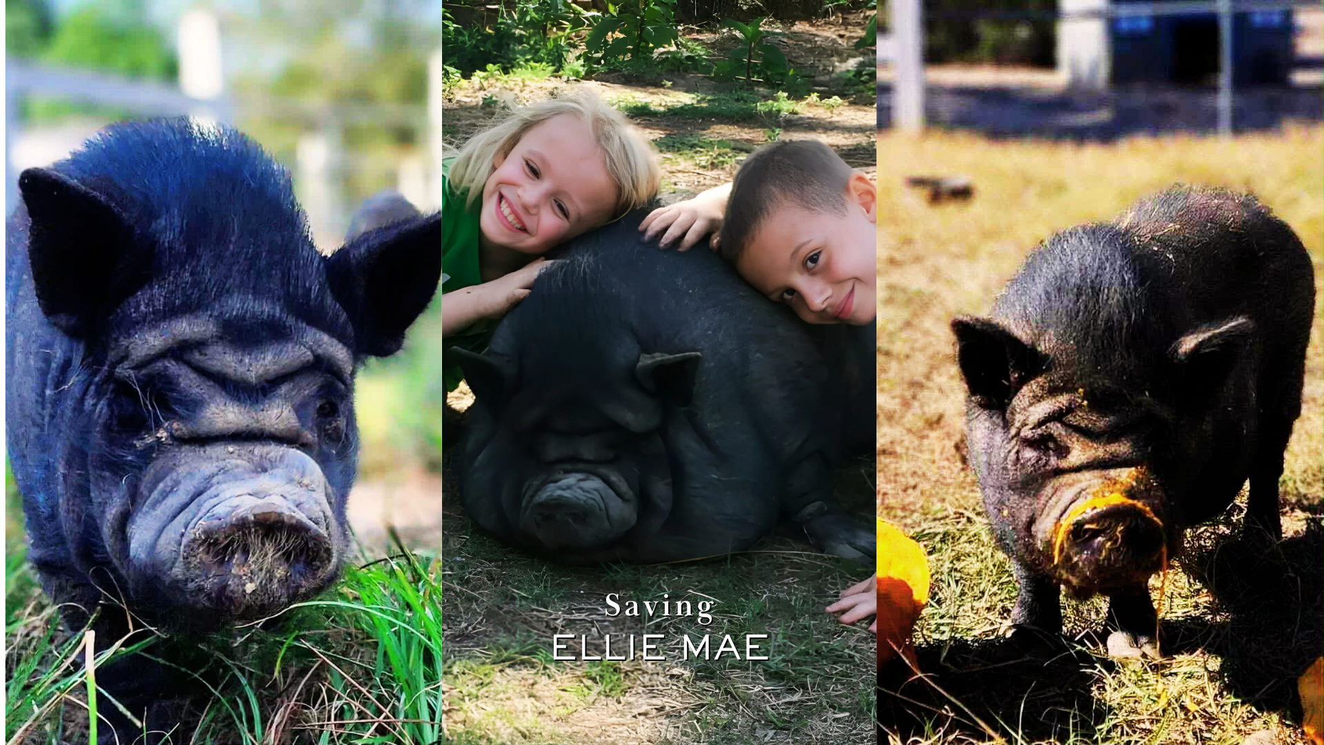 A collage of three photos featuring adorable black pigs and children. The left and right images show a black pig with a snout and ears, in outdoor settings with grass and dirt. The center image has two children, a girl and a boy, lying on the ground, smiling, with a large black pig between them. Text at the bottom reads 'Saving ELLIE MAE'.