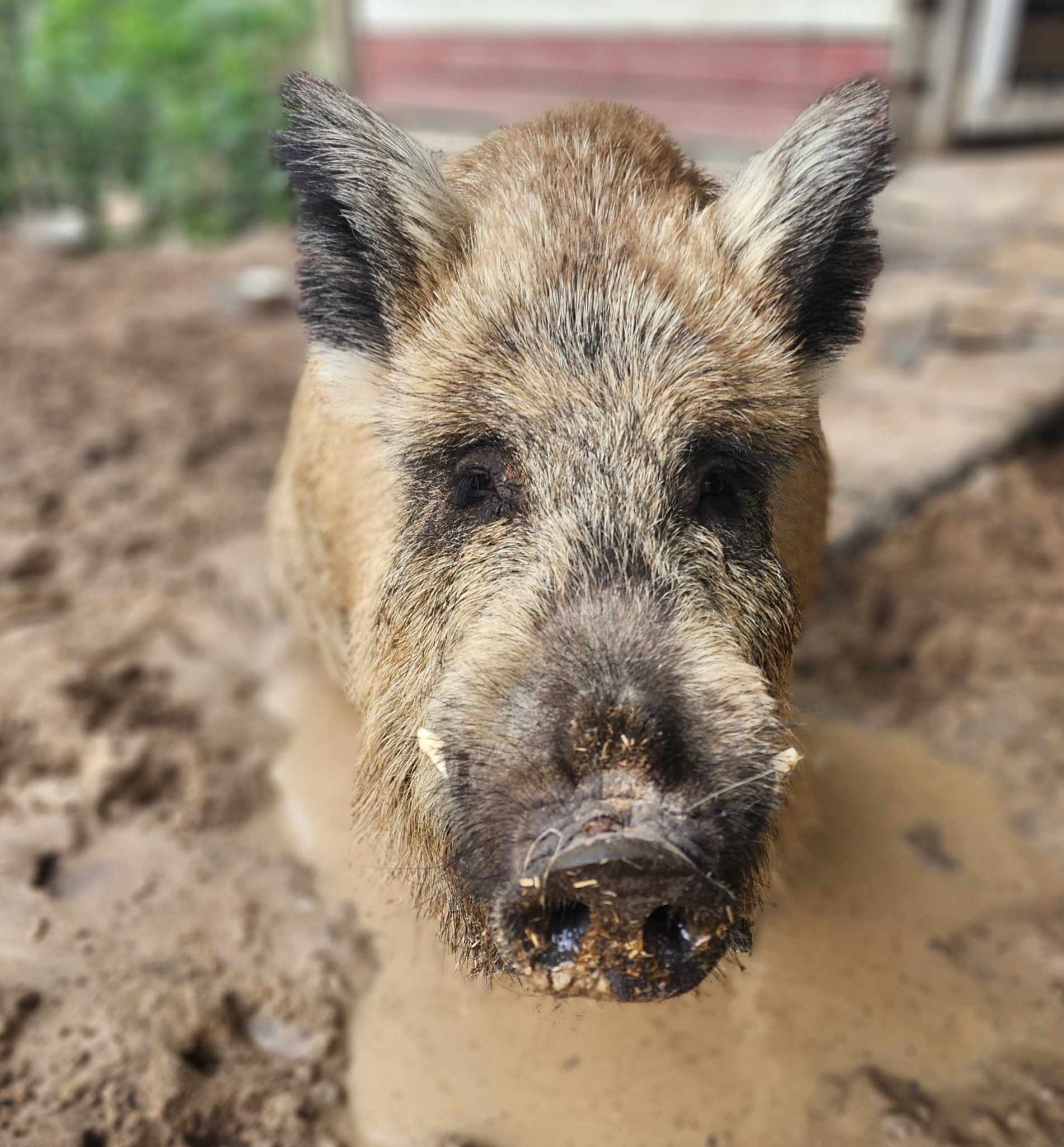 Close-up of a pig's face with muddy snout, standing outdoors on dirt ground with a blurred background.